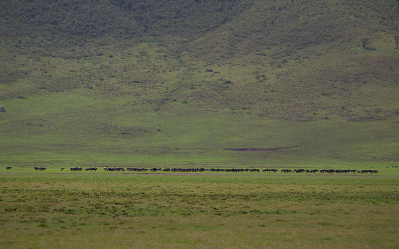 Ngorongoro Conservation Area